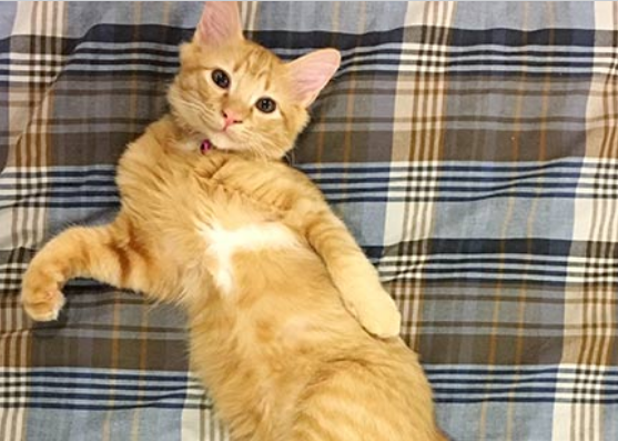 梦中寻厕，醒来惊现——解析连续两晚梦尿床的神秘原因