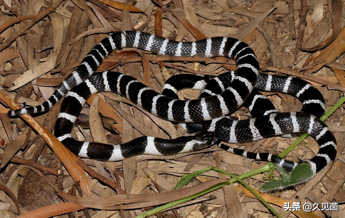 梦魇边缘，黄色黑纹毒蛇的追逐与闪避——一场心理与自我防卫的寓言