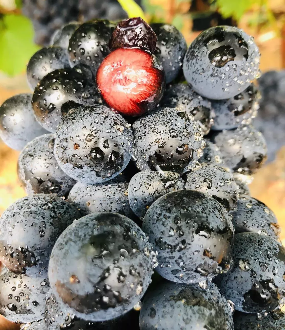 梦境的甜蜜收获，解析做梦梦到帮别人摘葡萄的深层含义