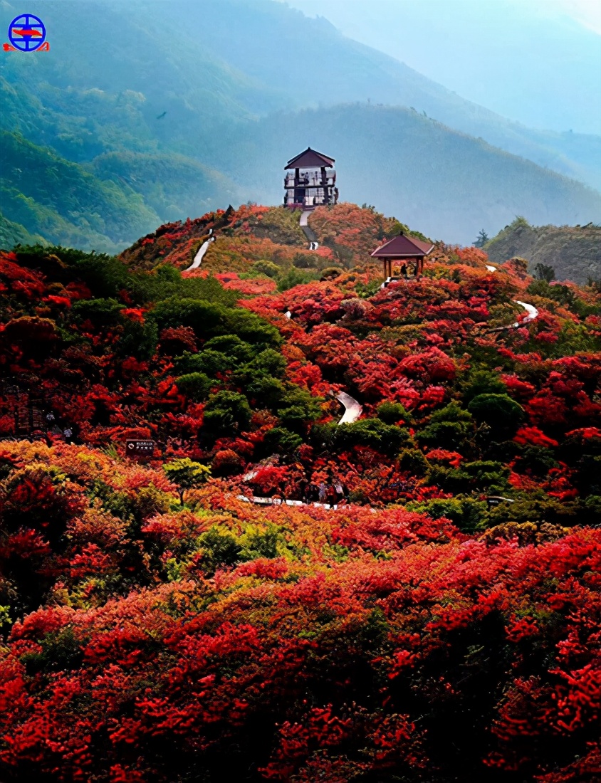 梦境解析，樱桃与映山红交织的奇幻之旅