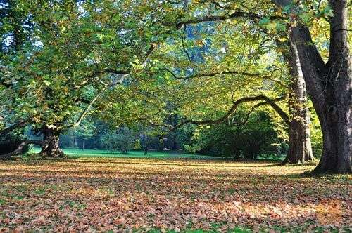 梦境的微光，探索昨晚梦见和朋友在花园玩，看见喜欢的男生骑自行车对我笑的深层含义