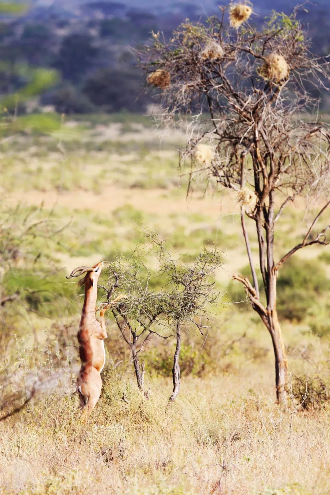 老人梦中狮子，探寻梦境背后的深层含义