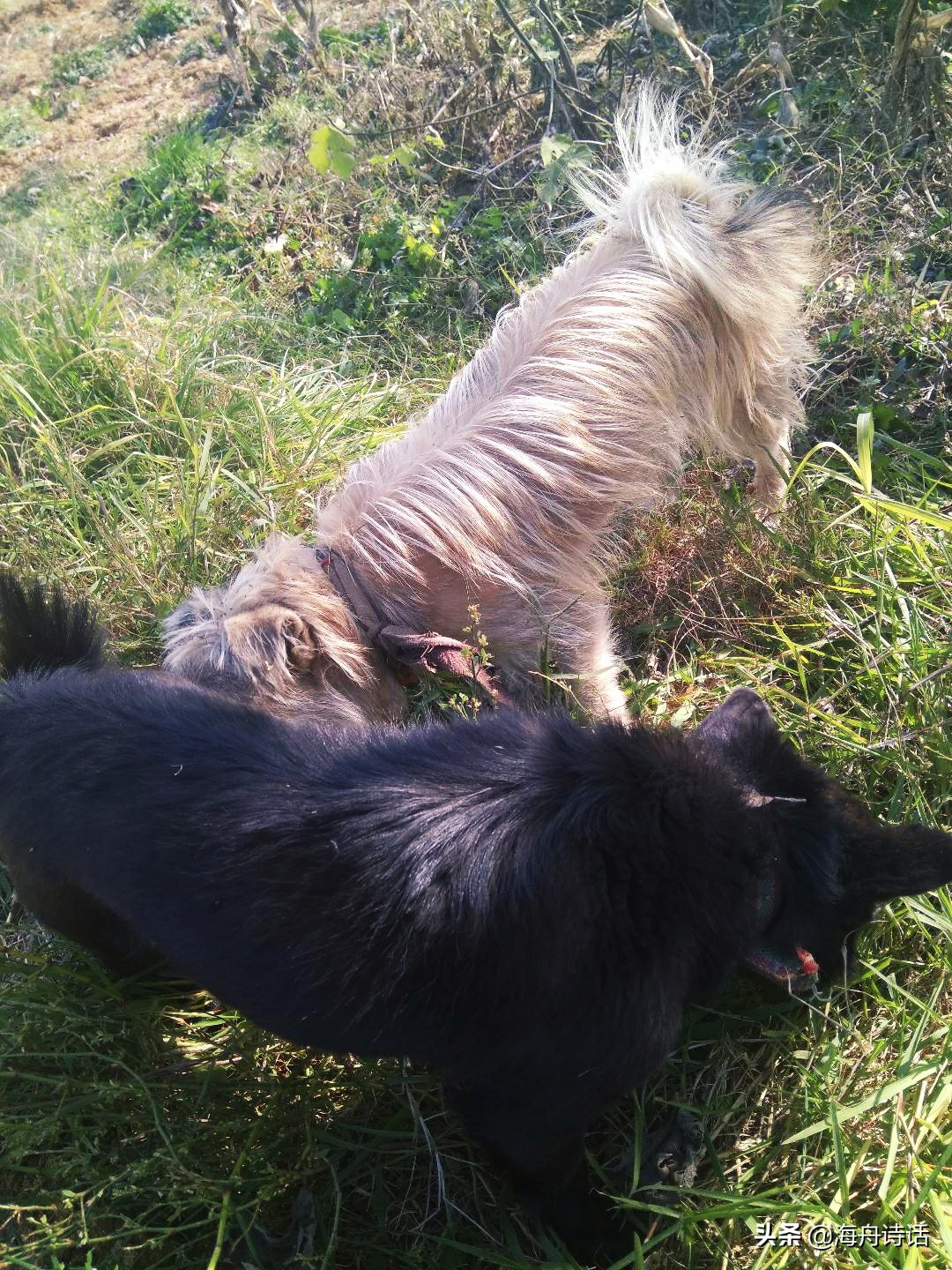 修灶之梦，昨夜劳作与今夕犬吠的寓言——解梦昨晚修灶今下午梦见狗咬的深层含义