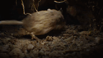 做梦梦见自己被蜘蛛盯上了还被咬了几下，潜意识中的恐惧与转变的预兆