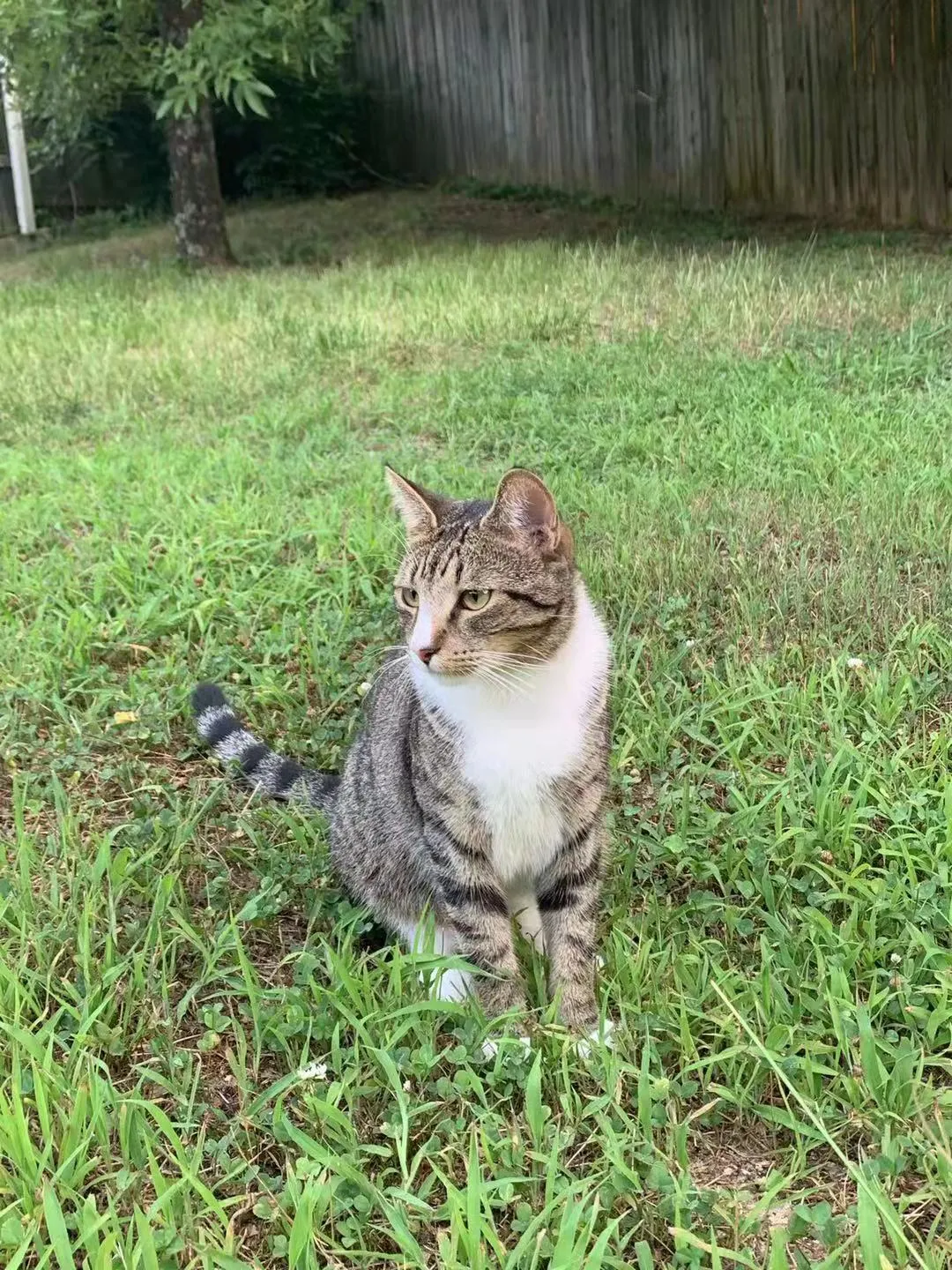 梦到自己生小猫，探索潜意识中的寓意与启示