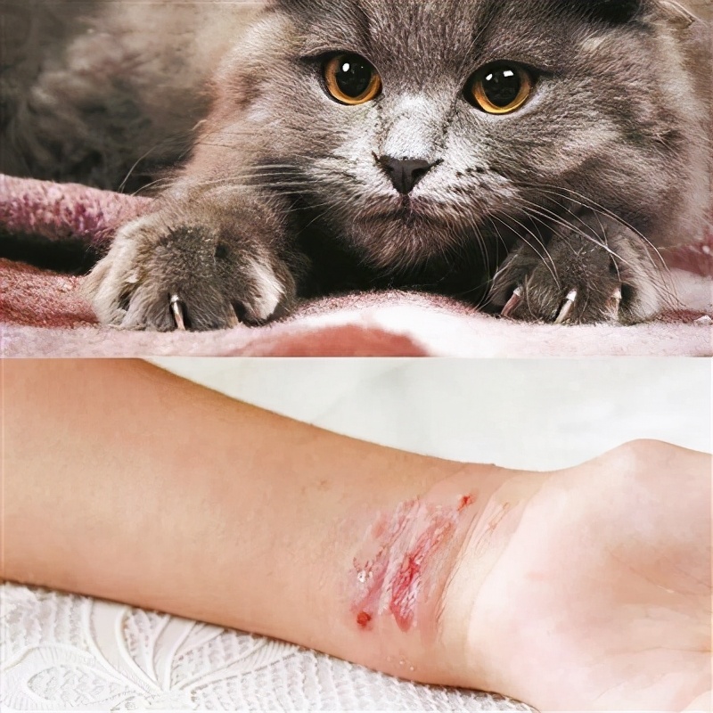 梦见被猫咬了脚，解读梦境中的隐秘信息