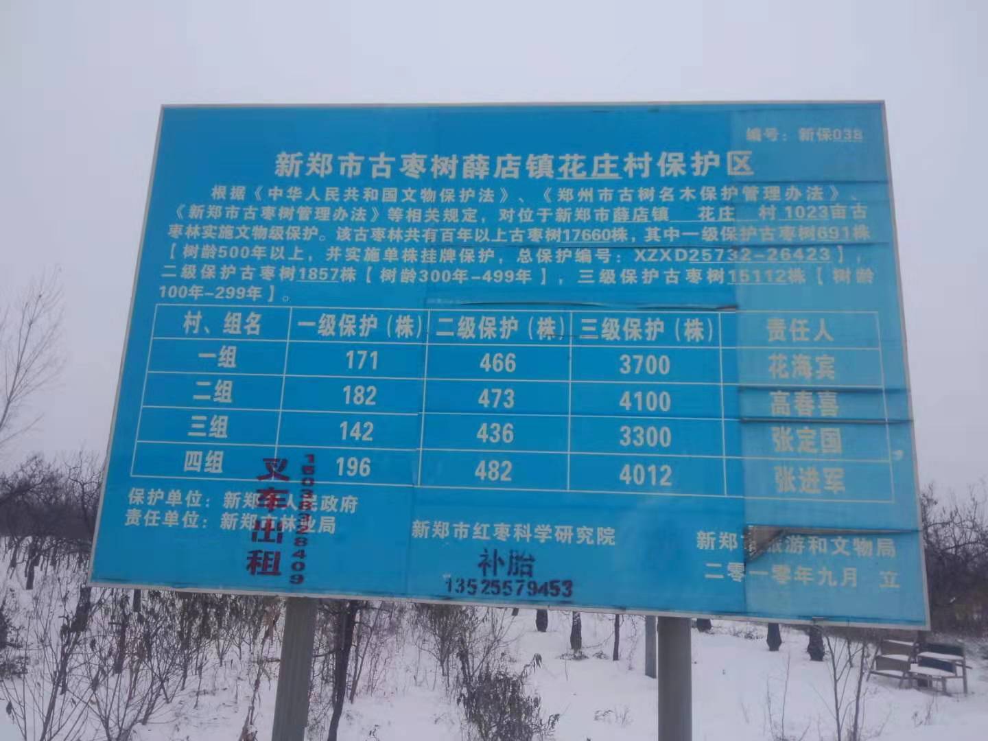 解梦，枣树被移走了