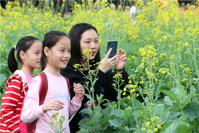 梦境解析，老家蛇群与菜花蛇的奥秘