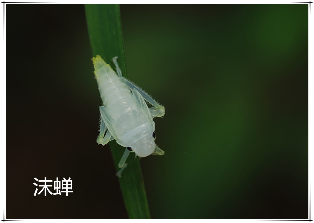 梦境解析，梦到被像蛇的虫子咬的深层含义与心理暗示
