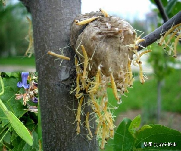 梦之谜语，解析梦见掉牙，牙中藏螳螂的深层寓意