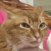 做梦梦见猫把自己抓伤了，解读梦境背后的深层含义