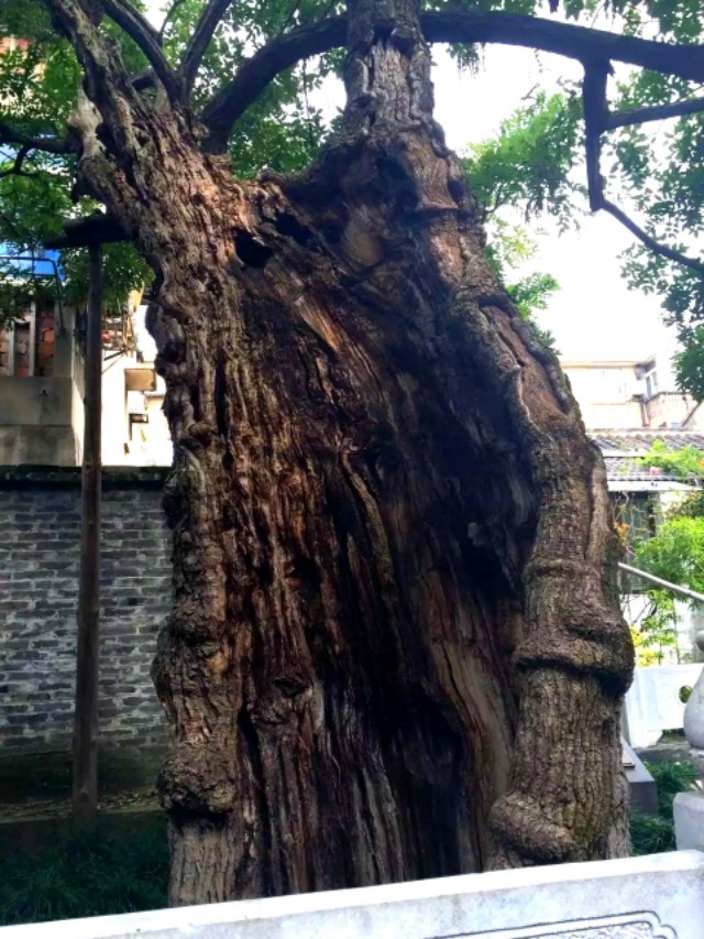 梦境解析，昨晚梦见自己窝死了，意味着什么？