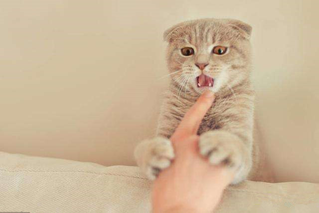 怀孕的人老是梦见猫咬自己的手，寓意何在？