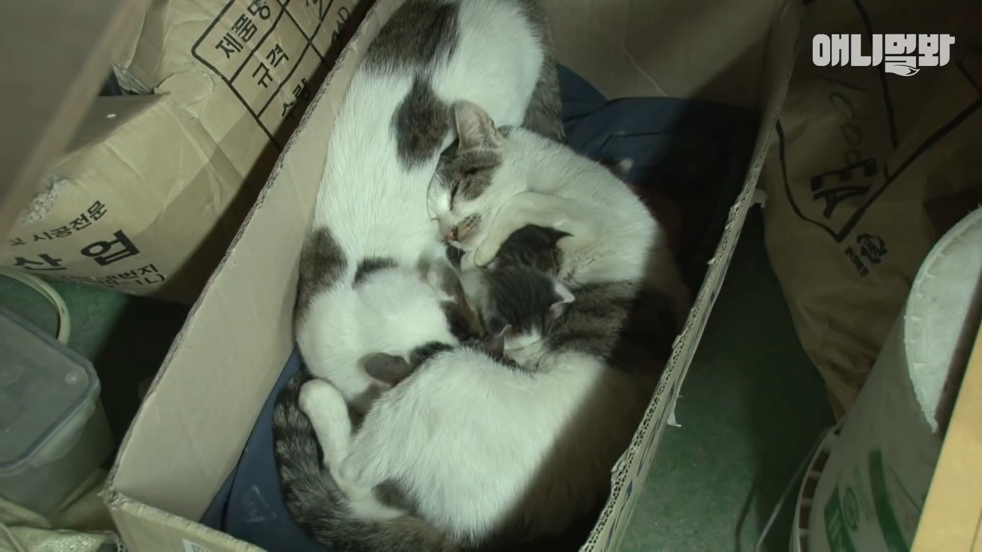 周公解梦大全，解析把老鼠赶走的梦境寓意与启示