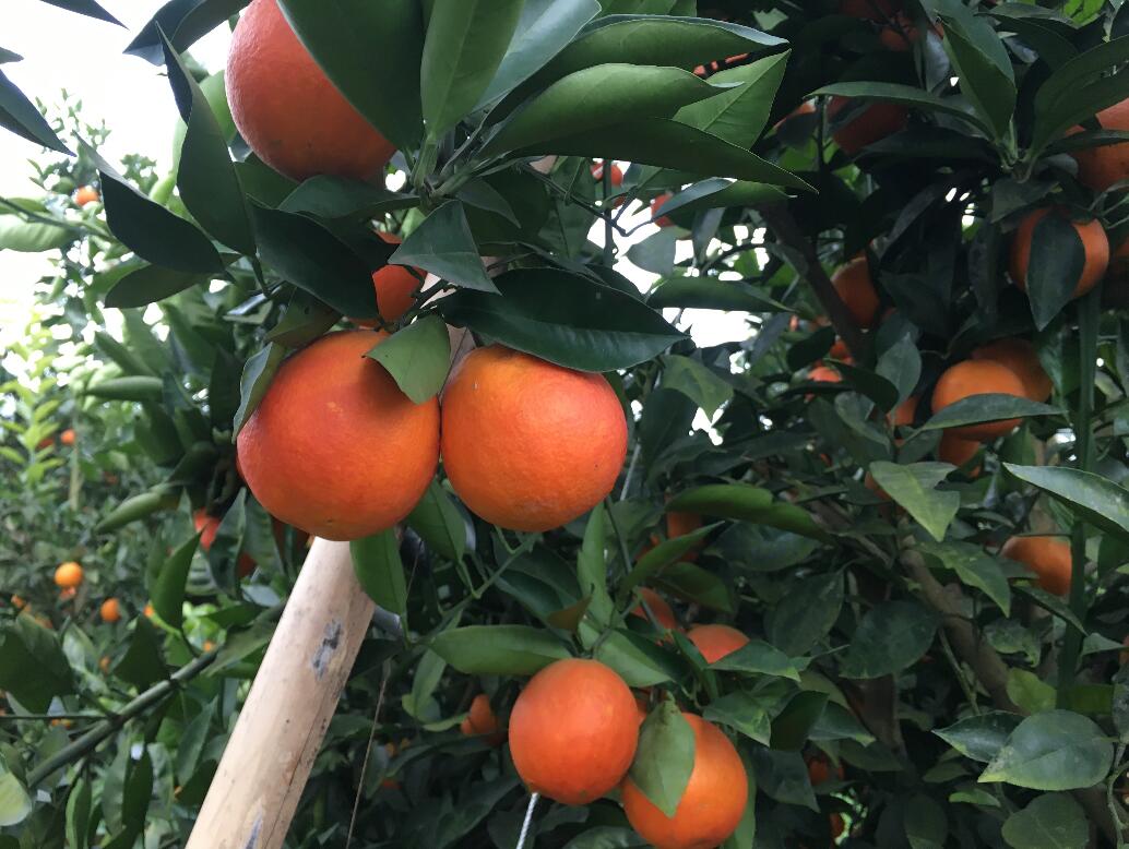 橘香盈梦，解析梦见别人送橘子给我吃的深层含义