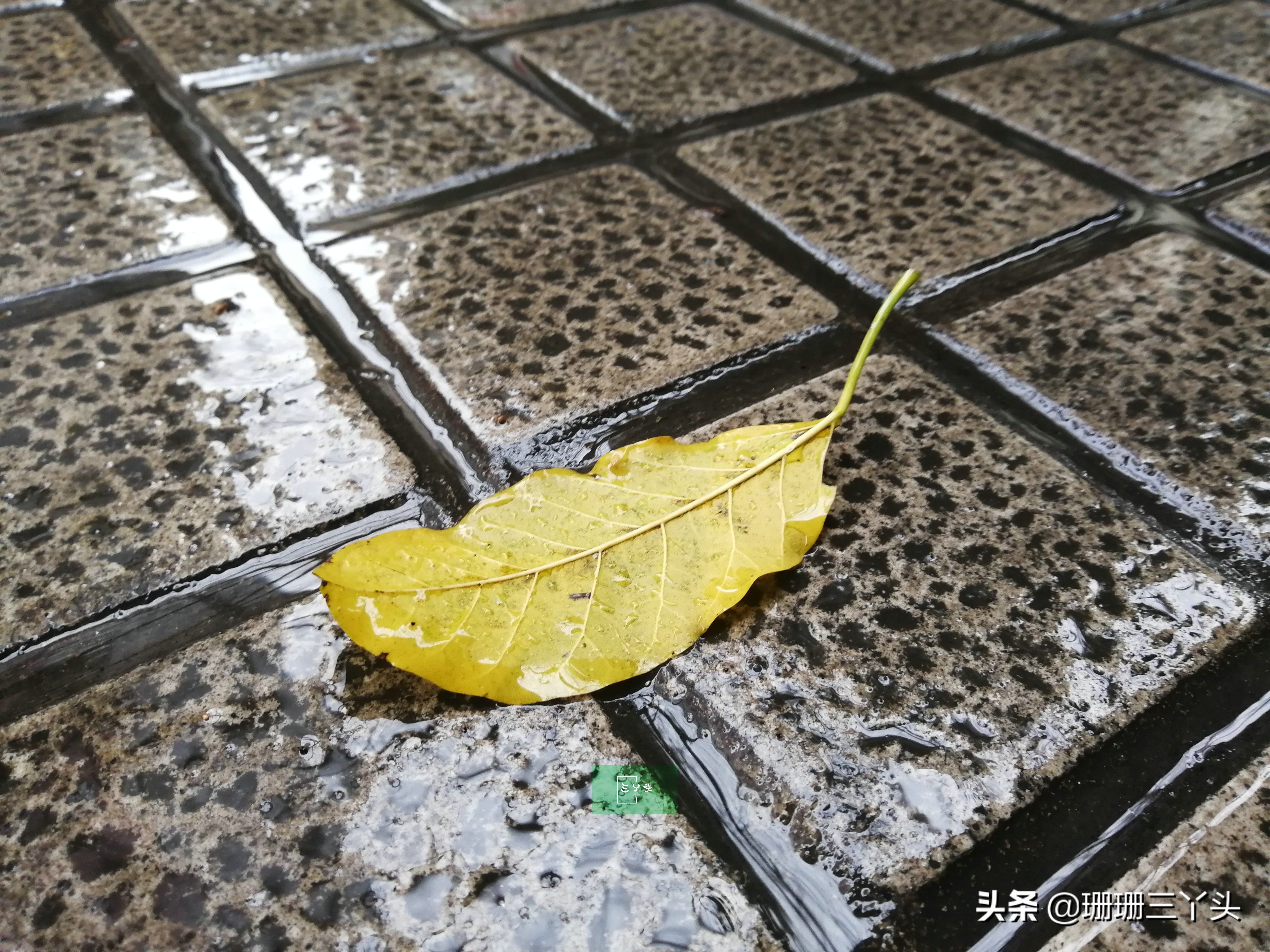 梦境解析，牙齿脱落无疼感，血涌却生新芽——梦境背后的深层含义