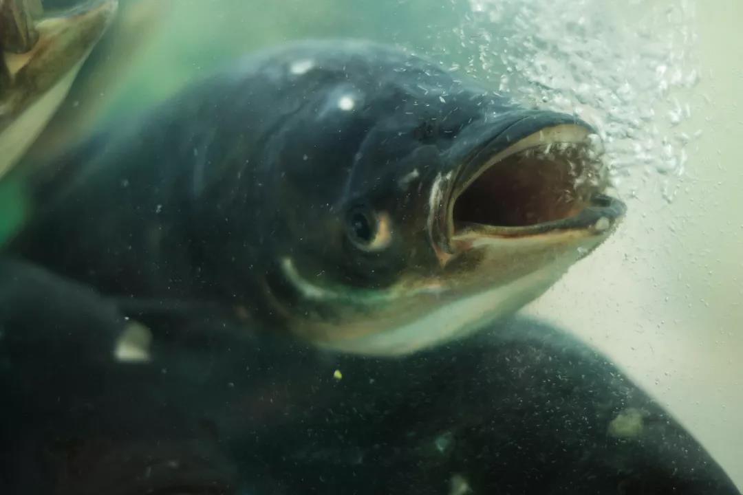 梦境导师，解梦梦见有位老师教我怎么杀鱼烹饪吃鱼的深层含义