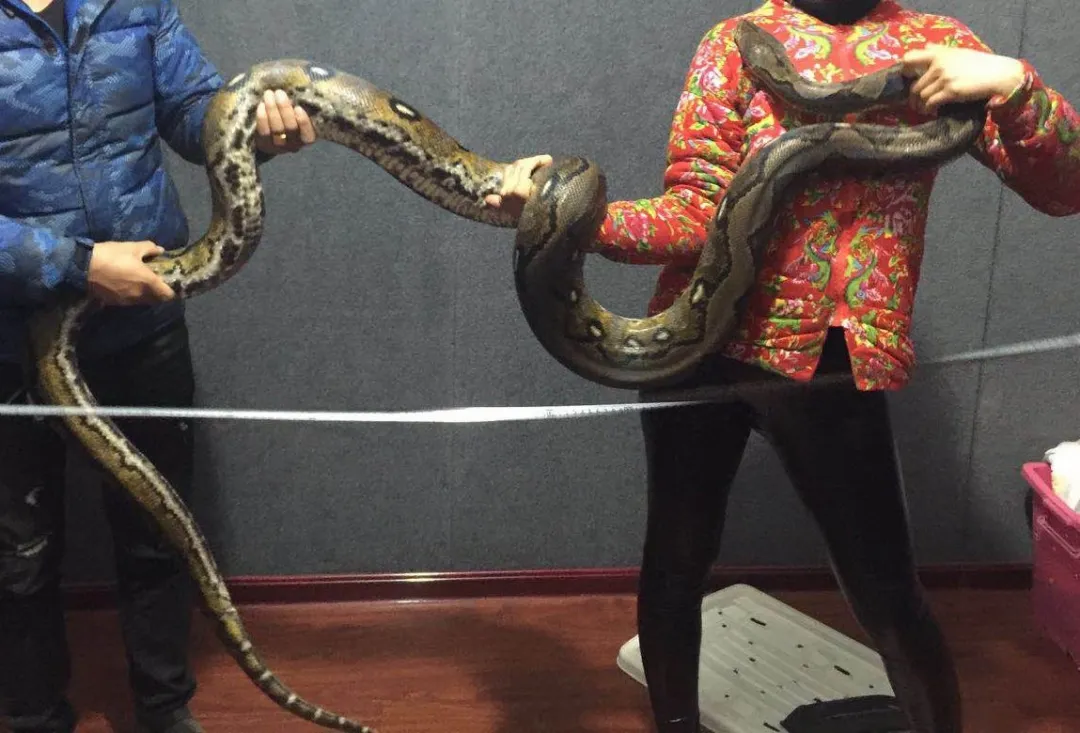 梦魇之蟒，从旁观到主动——解析连续梦见大蟒蛇的深层含义