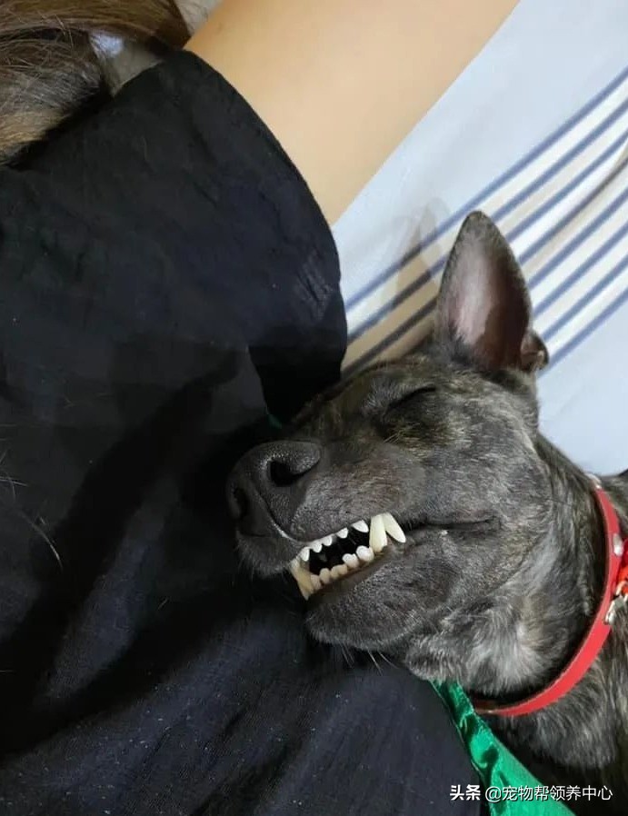 梦境解析，梦见压死了鸡而狗狗却安然无恙的象征意义