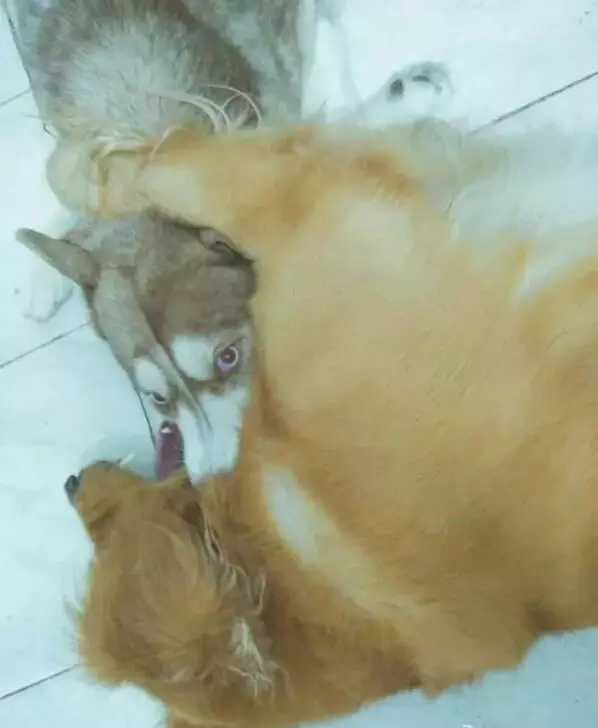 周公解梦，梦两条狗咬自己的两个脚勃