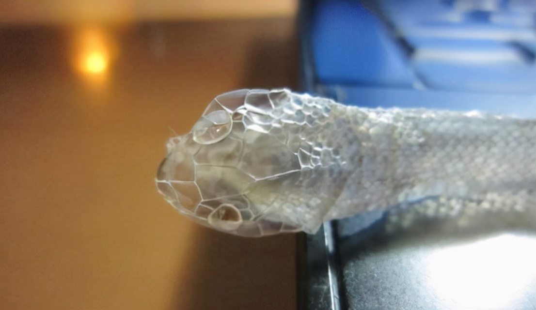 梦境解析，当梦见别人把蛇杀了正在扒蛇皮而且有红红的血时，你的潜意识在诉说什么？
