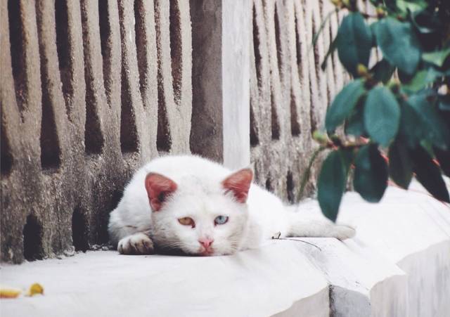 梦境解析，猫影交错，梦境中的双重寓意