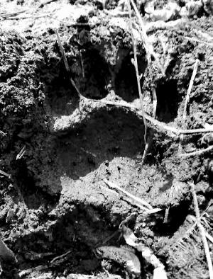 梦境的双面寓言，梦见两只老虎，一只死亡，一只逃逸，预示着怎样的未来？