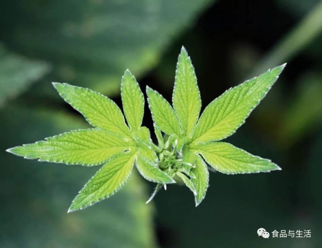 绿意缠绕的梦境，解析梦到绿色蛇的深层含义