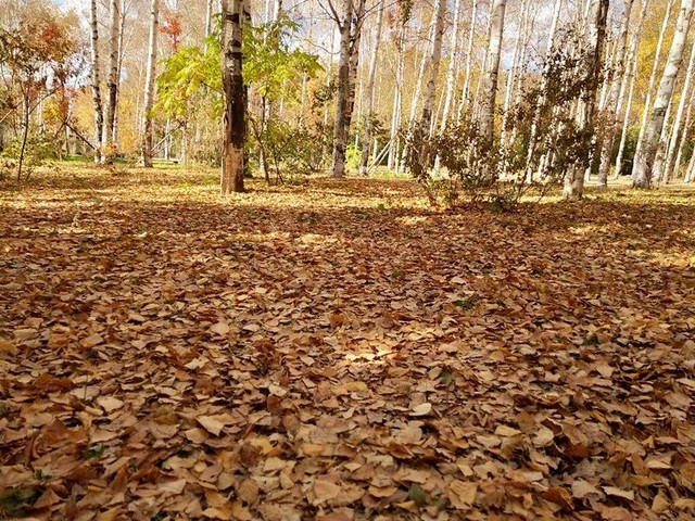 梦境的纽带，解读梦见与去世亲人照相的深层含义