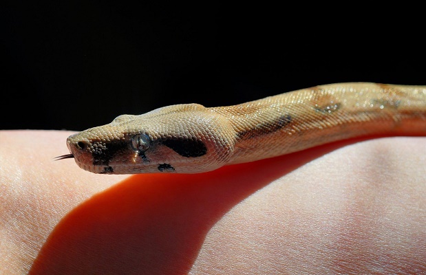 梦境的双面镜像，解析梦见两条蛇，其中一条咬伤我的深层含义