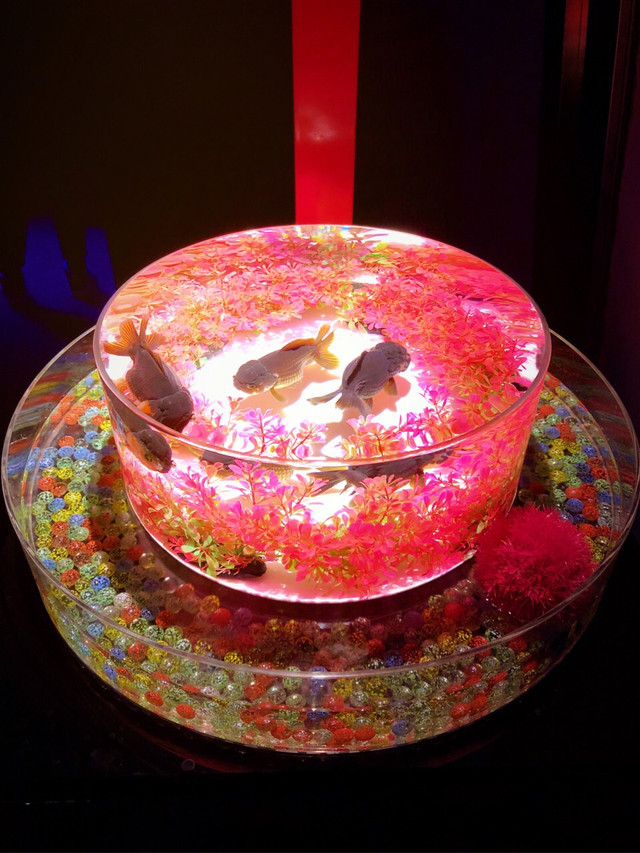 梦境奇观，天上下起一只巨大的黑色金鱼，寓意何在？