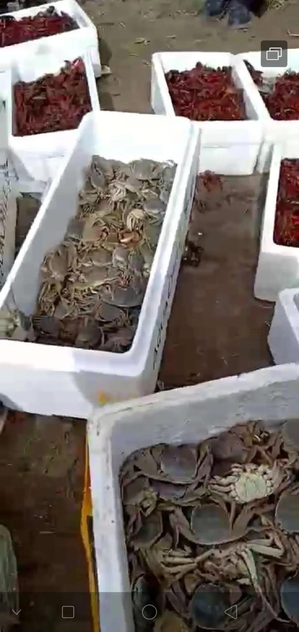 梦见自己放生很多小猴子后被猴子一只猴子咬
