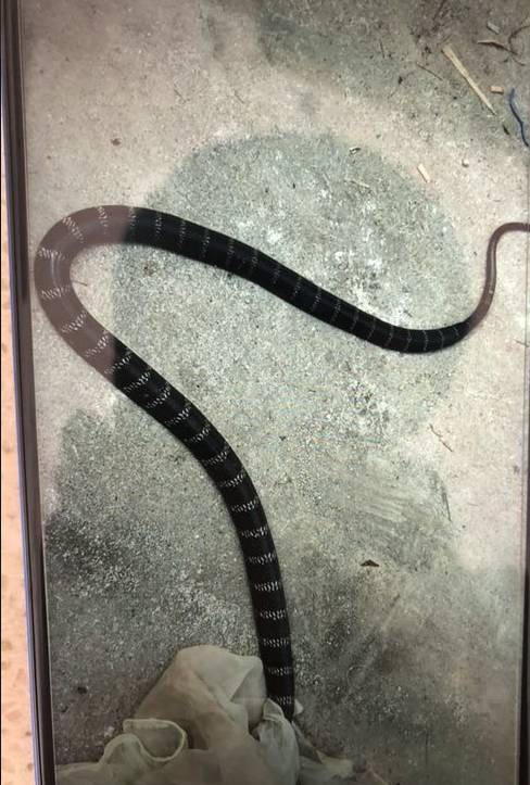 梦境解析，梦到被蛇咬两口意味着什么？