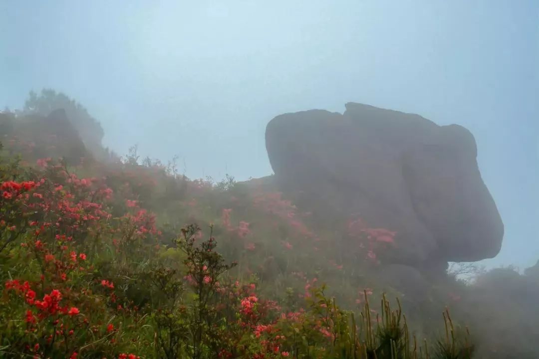 梦境迷雾，解读梦到蛇要咬我的深层含义