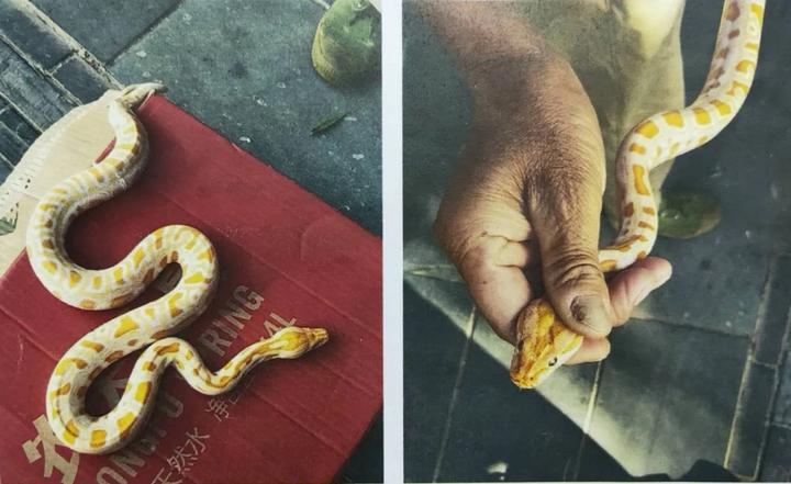 周公解梦，梦见黄金蟒的深层含义与预兆