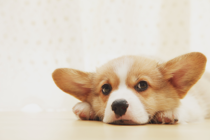 梦境交织，解密梦见我被蛇咬与梦见老公被狗咬的深层含义