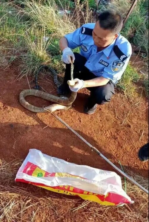 梦境解析，梦见被蛇咬我把蛇头拧掉了