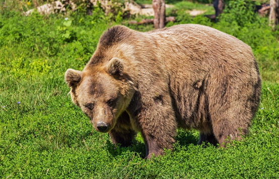 如果晚上睡觉梦到蛇和蜘蛛代表什么意思呢？