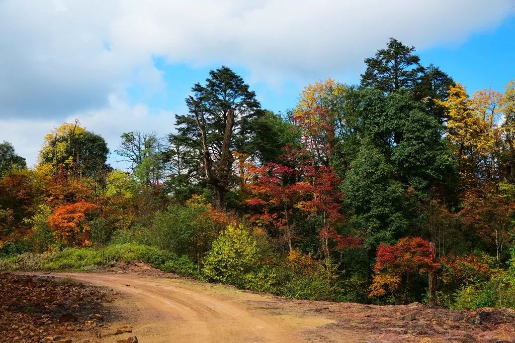 梦回往昔，前男友与他的完美世界——解析梦境中的情感纠葛与自我成长