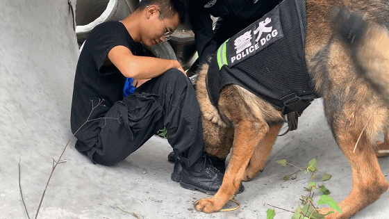 梦境的警示，解析梦见被狗扑咬的深层含义