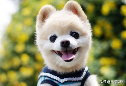 梦之谜，与犬之握手——破皮之悟