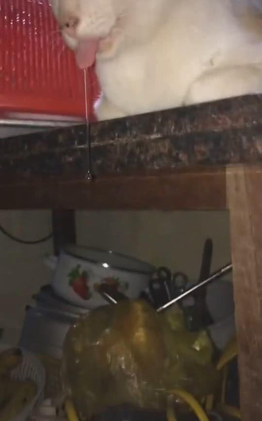 梦见猫咪，探索梦境中的神秘访客