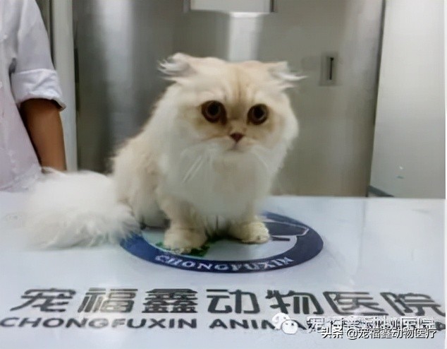 梦见猫难产死了，潜意识中的警示与情感释放