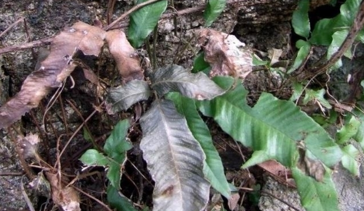 梦境迷雾，解析梦见一大群蛇并且被蛇咬的深层含义