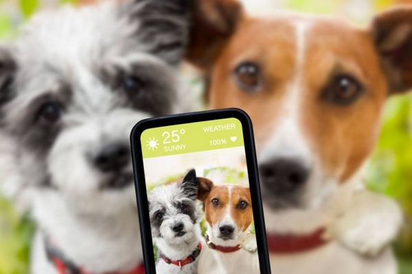 梦见两只狗打架，梦境背后的深层预兆与解析