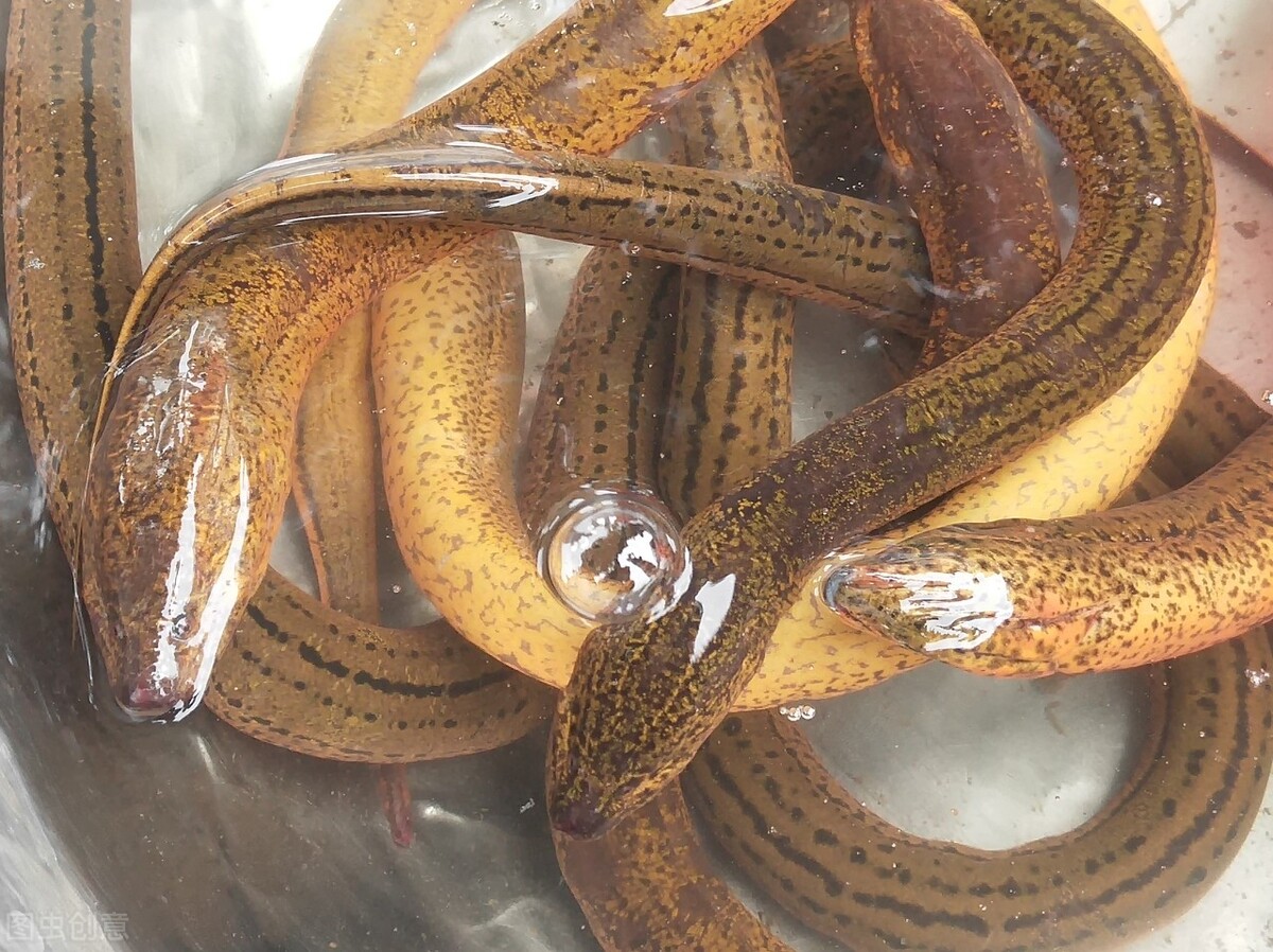 梦境启示录，梦见一条金黄色的蛇，寓意与解析