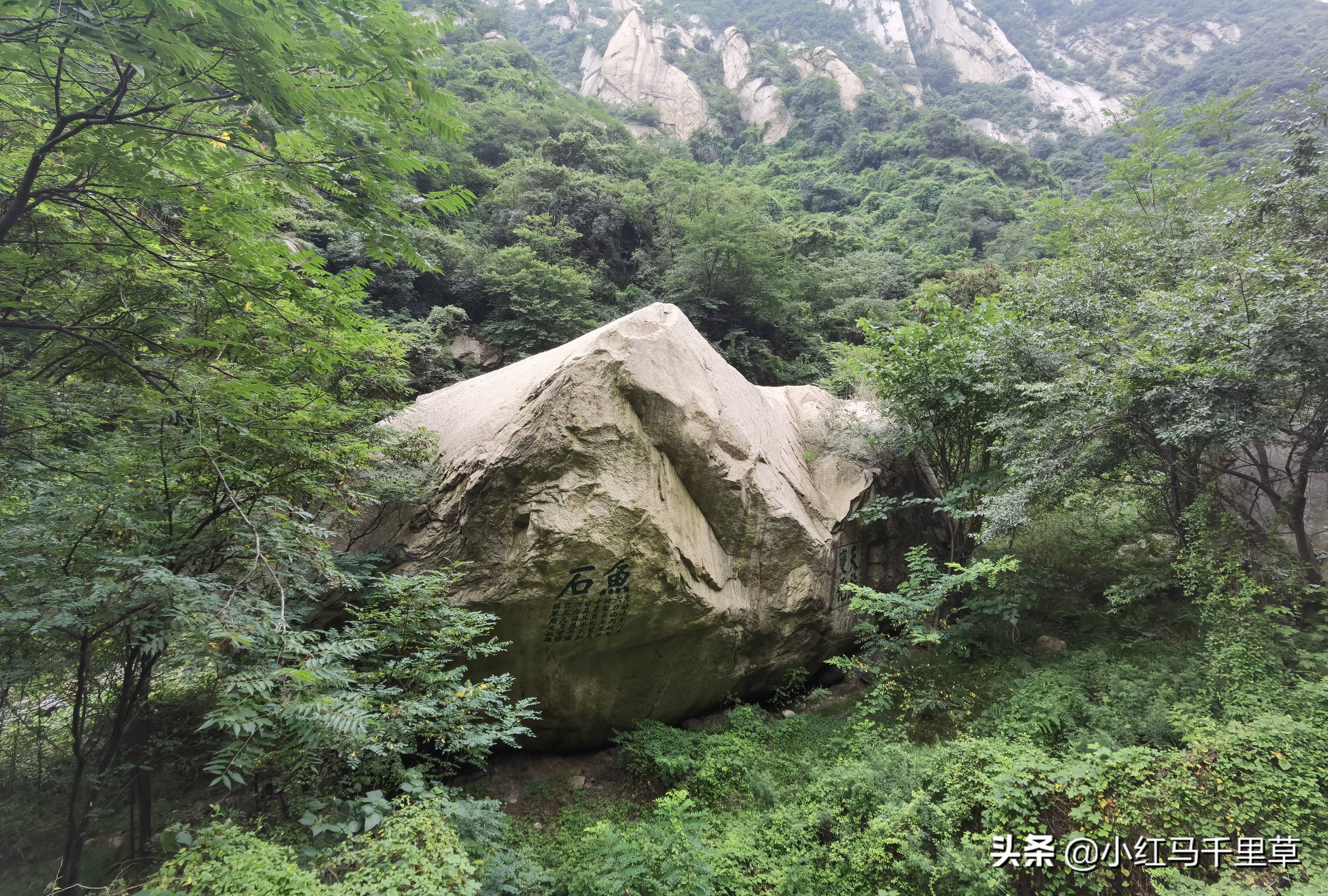 洪水与巨鱼的梦境寓言，家庭、挑战与团结的深刻寓意