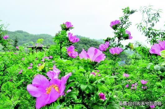 梦境解析，吃花生的深层含义