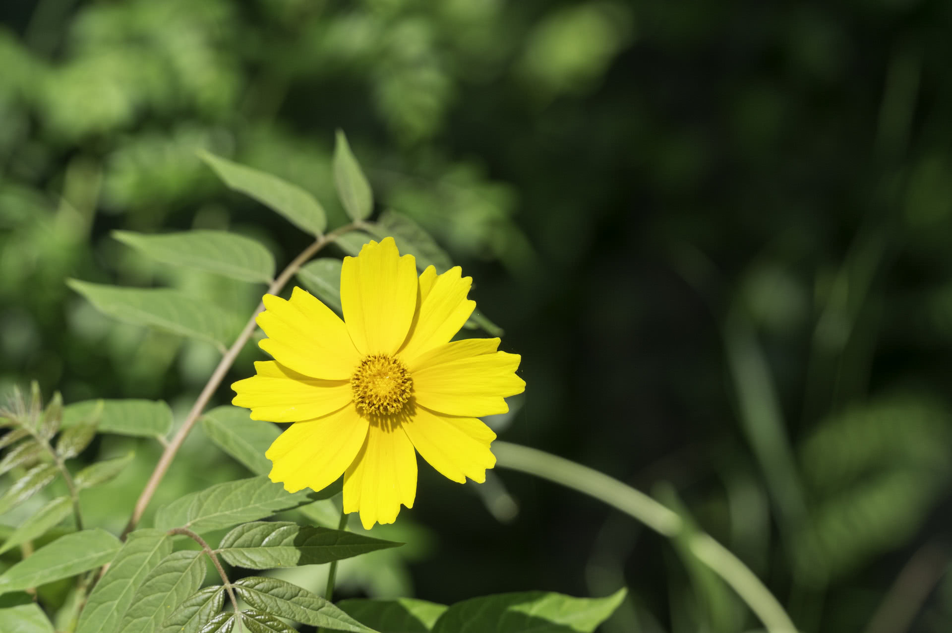 周公解梦，梦见蛇缠身——寓意与解析的深度探索