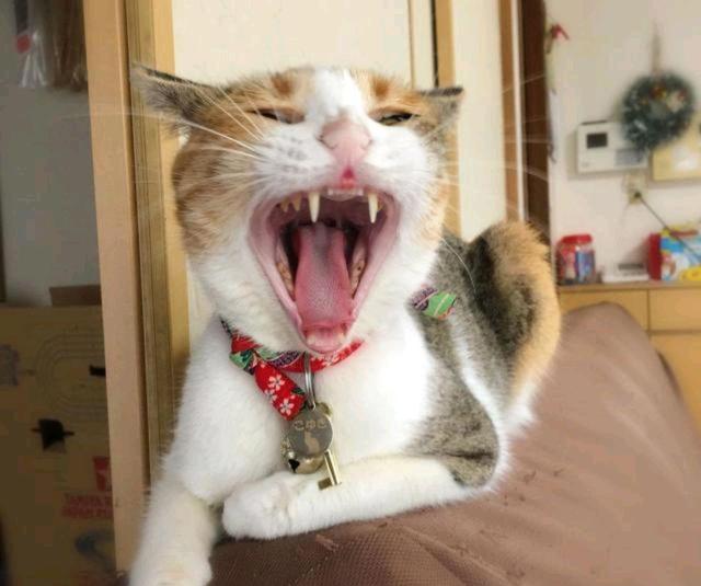 梦到被猫抓伤，潜意识中的警示与内心情感的映射